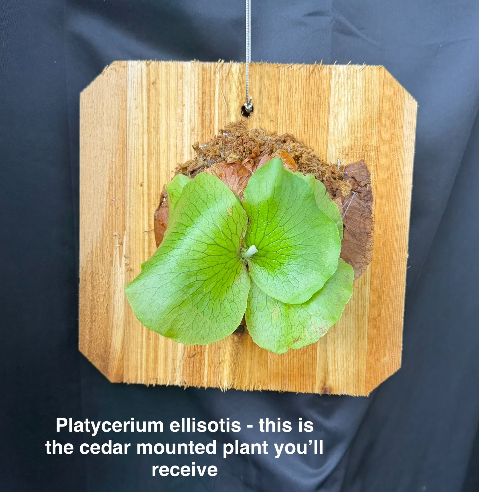 PLATYCERIUM ELLISOTIS - Beautiful staghorn fern! - ornate cedar mounted! gallery