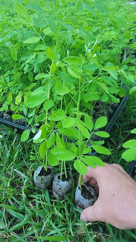 Moringa Tree Live Plants – 3 Pack Organic Moringa Oleifera Drumstick Seedlings gallery