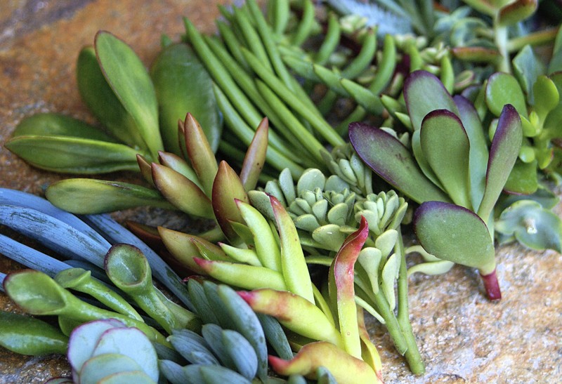 25+ Assorted Succulent Cuttings - 25 Varieties with Instructions & Free Shipping gallery