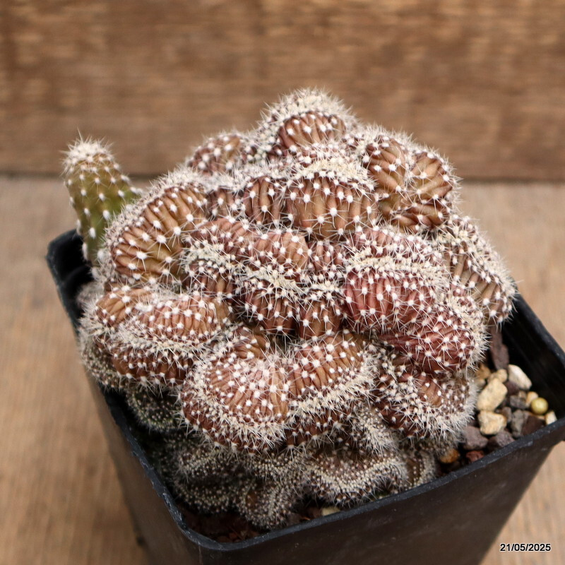 D4271 ECHINOPSIS DENUDATA CRESTED pot9-H8-W14 cm MaMa Cactus gallery
