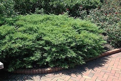 Kallay Juniper - Live Plants - Juniperus Chinensis - Drought Tolerant Cold... gallery