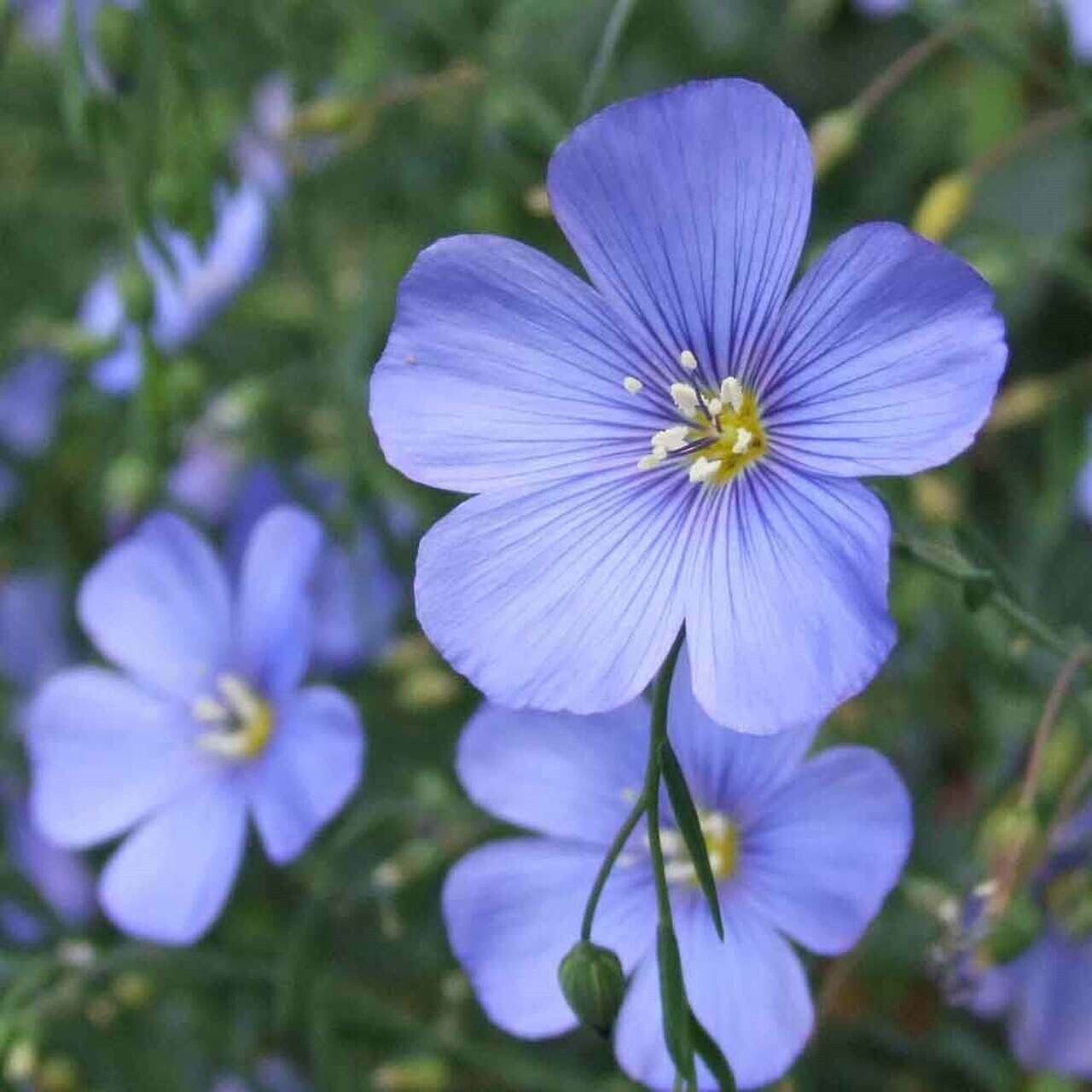 Linum usitatissimum | Common Flax | Linseed | 20_Seeds gallery