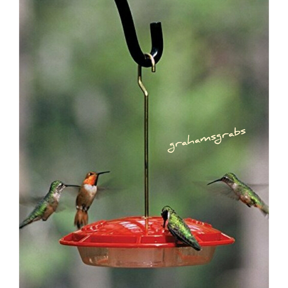 ASPECTS HUMMZINGER ULTRA 367 HUMMINGBIRD FEEDER NECTAR DISH FREE SHIPPING gallery