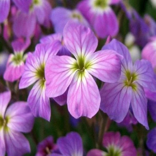 Evening Scented Stock (Matthiola bicornis). 500 Seeds. Free Shipping! gallery