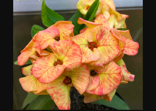 ***CHANDRA YELLOW**Crown Of Thorns-Euphorbia Milii*CHRIST PLANT*STARTER PLANT gallery