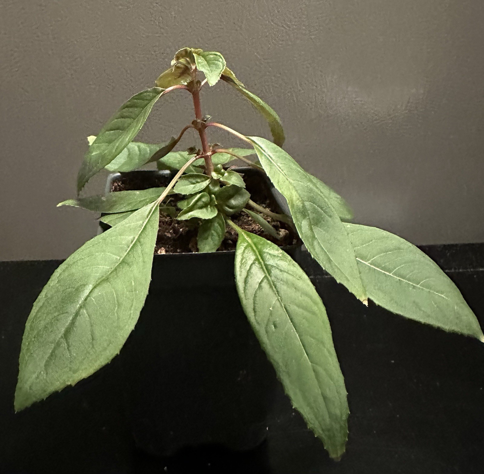 Fuchsia Denticulata gallery