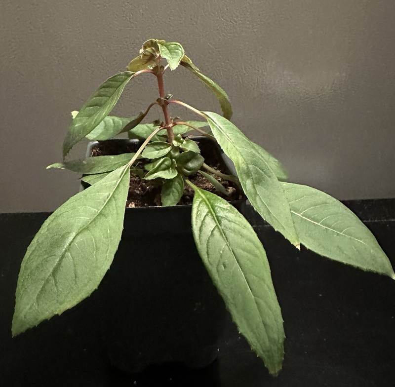 Fuchsia Denticulata gallery