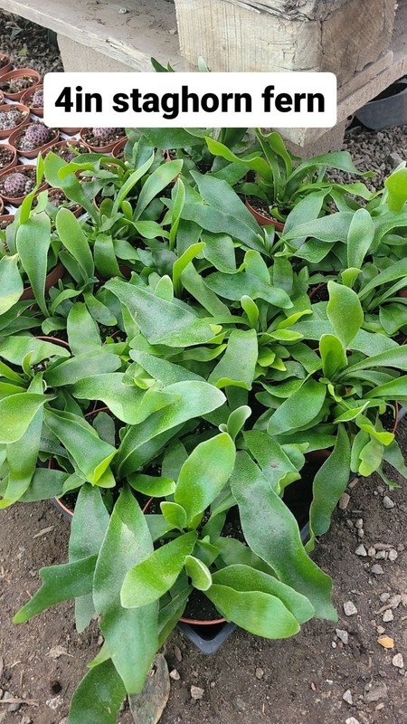 Staghorn Fern | 4in pot gallery