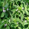 Set 3 Lemon Balm Live Starter Plants - 3-6" Tall - Fragrant Herb - Zones 4-9 gallery