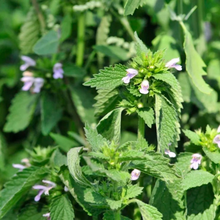 Set 2 Lemon Balm Live Starter Plants - 3-6" Tall - Fragrant Herb - Zones 4-9 gallery