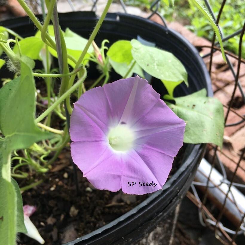 Lavender Hederacea Ivy Leaf Morning Glory - ipomoea - 6 fresh seeds - *NEW* gallery