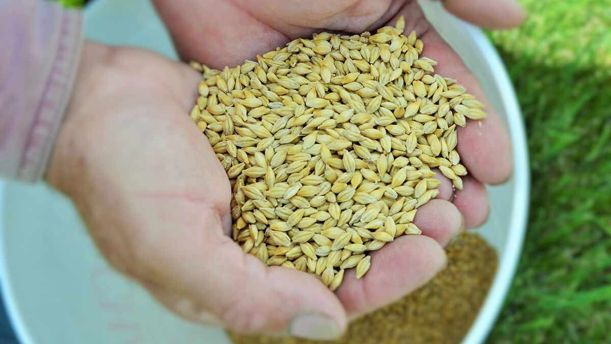Barley Seeds (200) / ORGANIC / FLORIDA GROWN / CEREAL GRAIN gallery