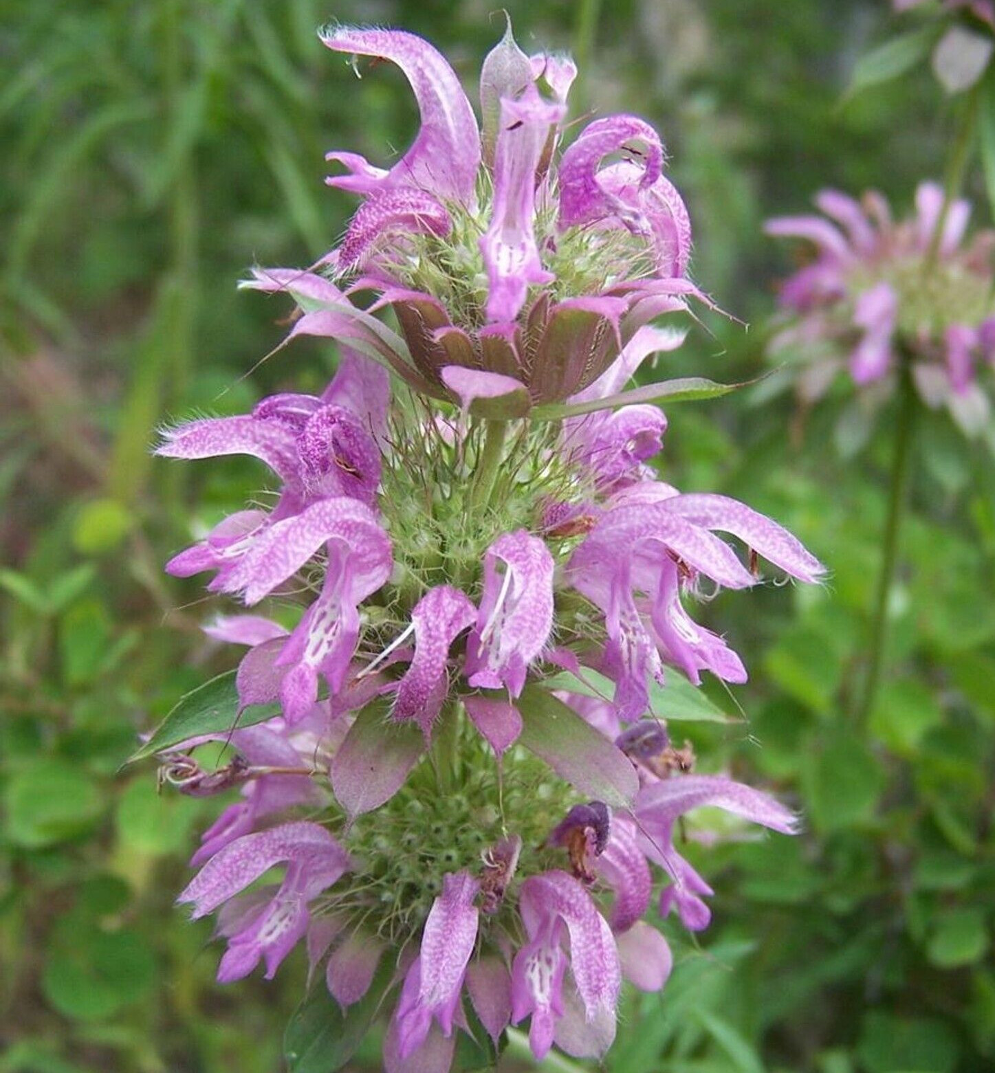 LEMON MINT SEEDS 300+ MONARDA CITRIODORA perennial herb garden FREE SHIPPING gallery