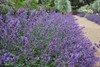 One live Organic Dormant CATNIP Plant (4” Pot) gallery