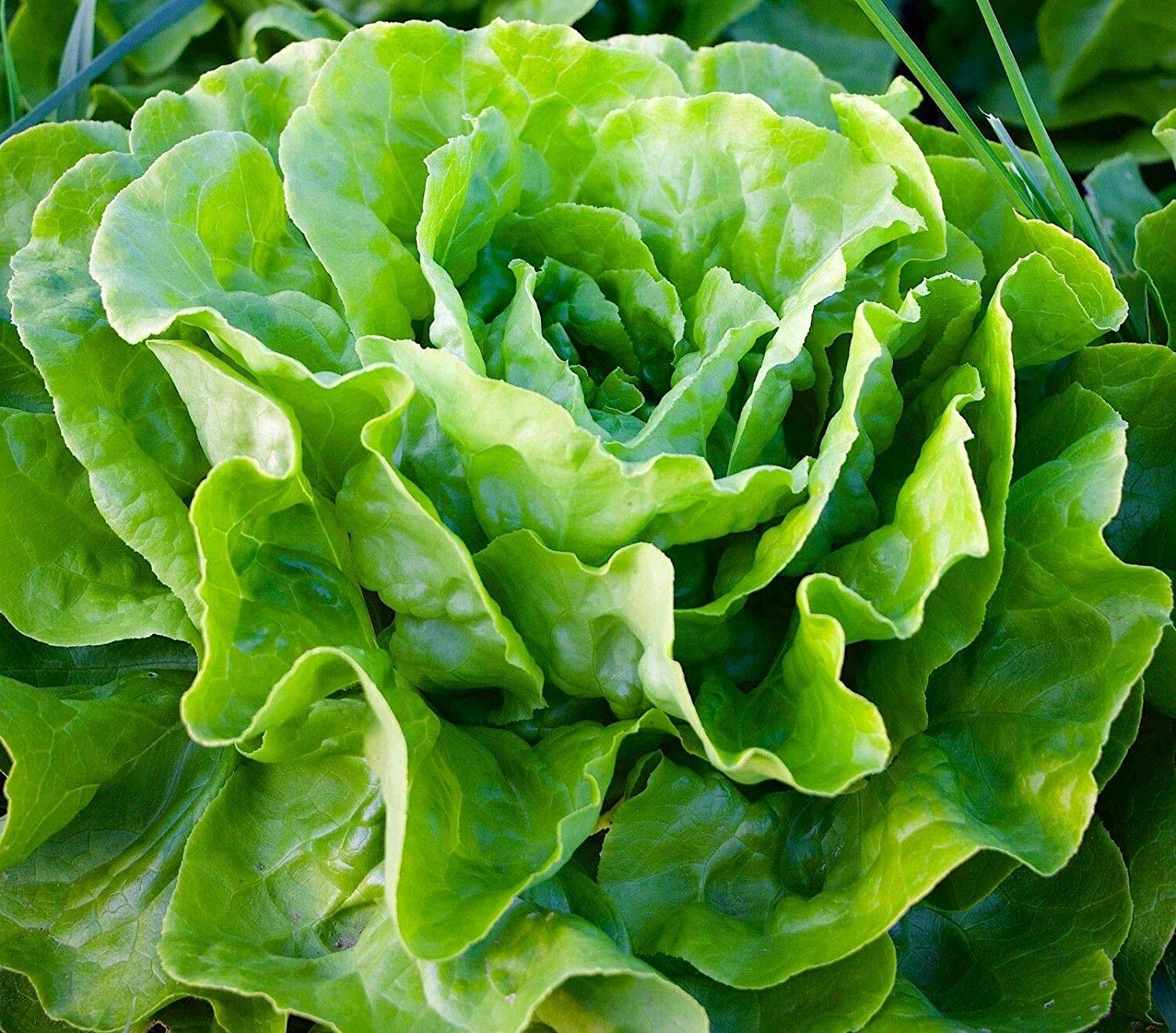 Tom Thumb Leaf Lettuce Seeds, Butterhead, Bibb, NON-GMO, Heirloom, FREE SHIPPING gallery