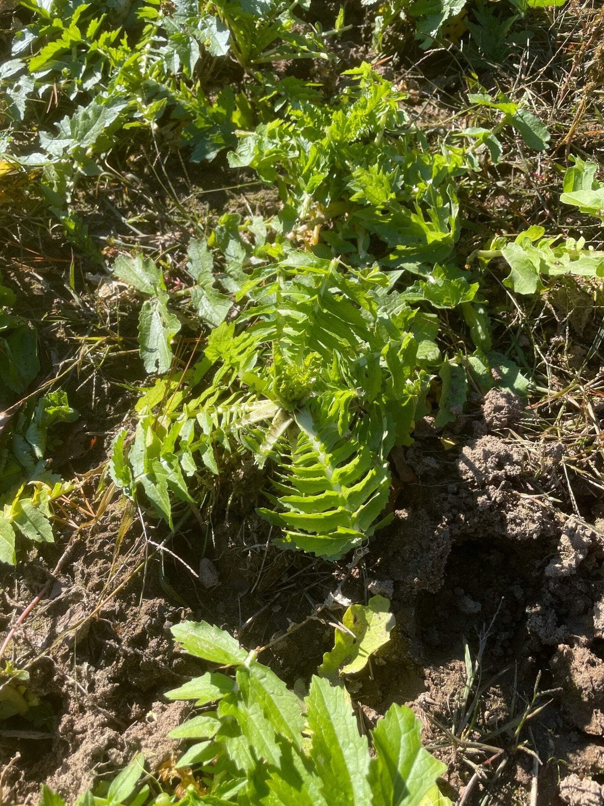 Small Burnet Seed | Perennial Drought Tolerant Deer Wildlife Food Plot Habitat gallery
