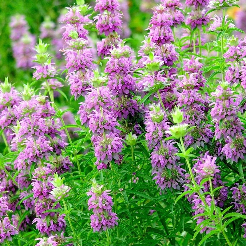 500+ Lemon Mint Bergamot | Non-GMO | Heirloom | Fresh Garden Seeds Medicinal gallery