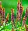 False INDIGO BUSH Amorpha Fruticosa - 150+ SEEDS gallery