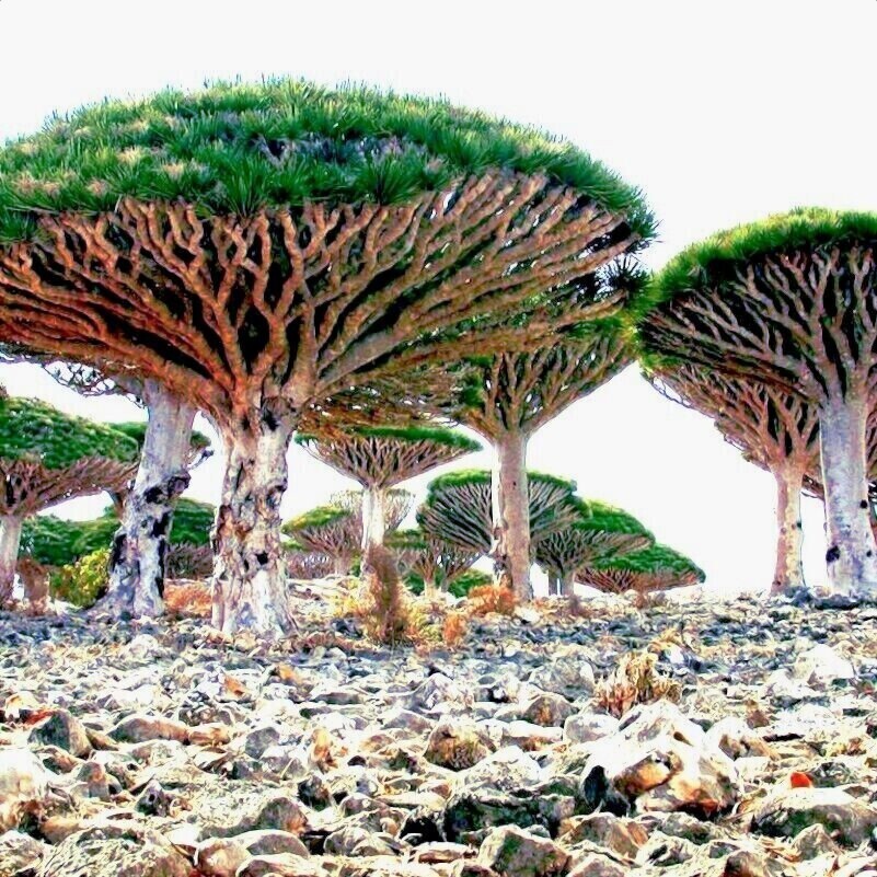 10 Dragon's Blood Tree Seeds (Dracaena draco) Exotic Canary Island Palm Bonsai gallery