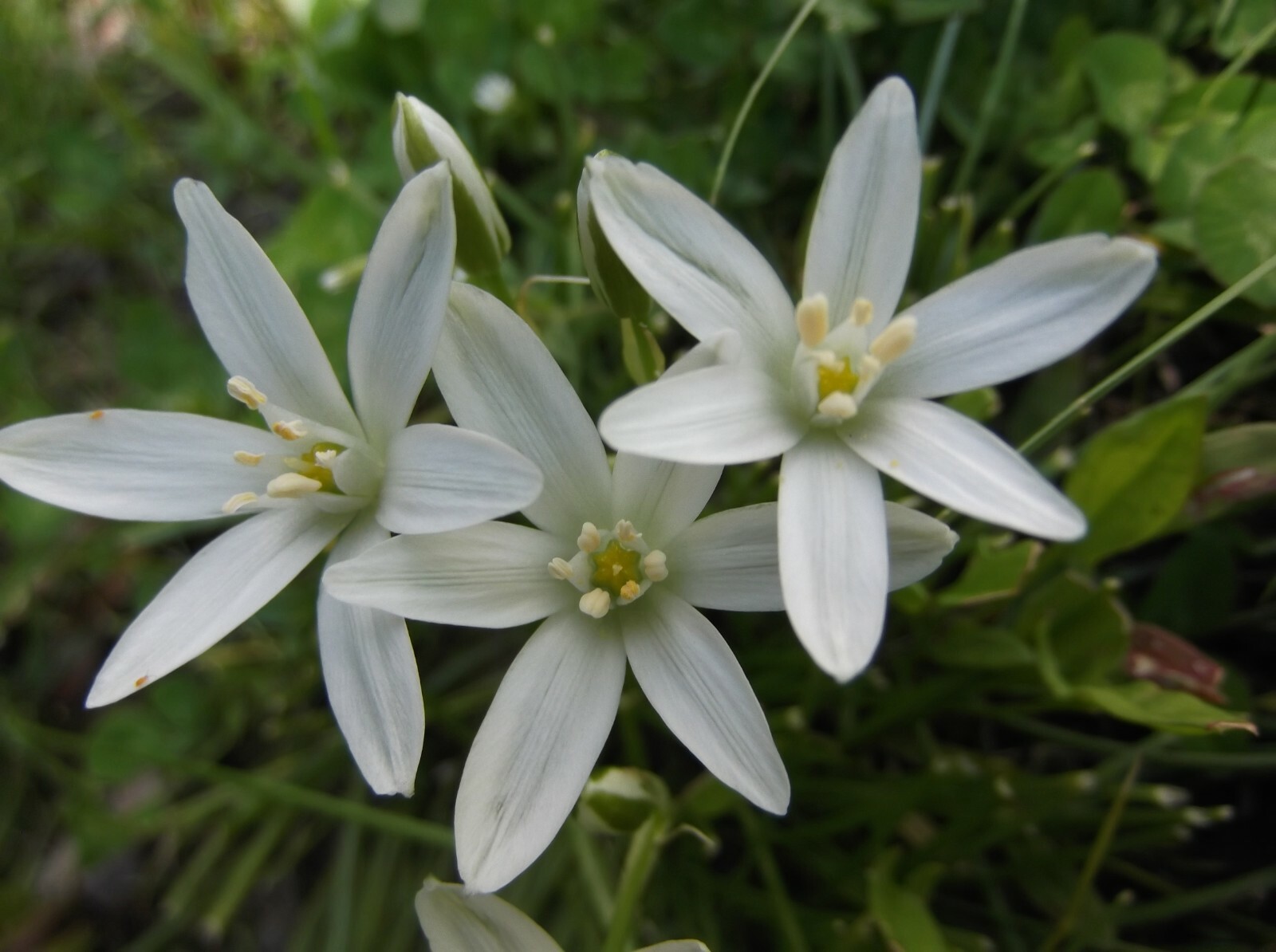 25 Bulbs Late Spring Green White Star of Bethlehem Flowers Perennial Plants gallery