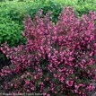 WINE & ROSES® Reblooming Weigela PP#10772 gallery