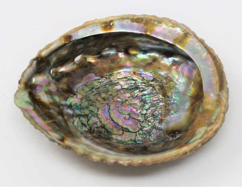 Abalone Shells: Pick A Size - Holds Smudge Sticks, Incense, Crystal Displays etc gallery