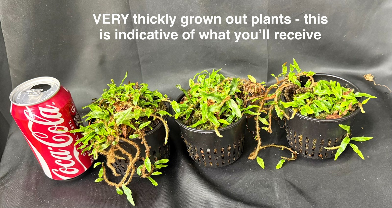 MICROGRAMMA LYCOPODIOIDES - Mini tropical fern terrarium plant gallery