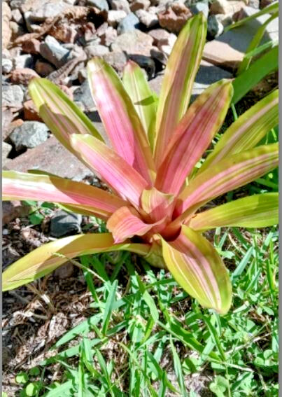 Neoregelia Martin Bromeliad 1pc Live Tropical Plant 10”-12” Sun or Shade gallery