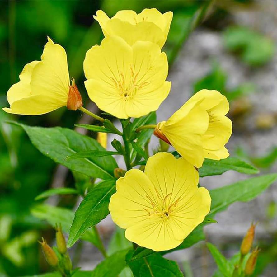 Yellow Common Evening Primrose Seeds | Non-GMO | Flower Seeds | Seed Store 1243 gallery
