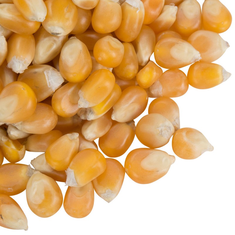 Extra Large Mushroom Popcorn Kernels, Non-GMO Made in US gallery