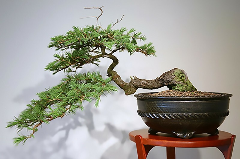 Deodar Cedar, (Himalayan Cedar), Cedrus deodara, Tree Seeds gallery