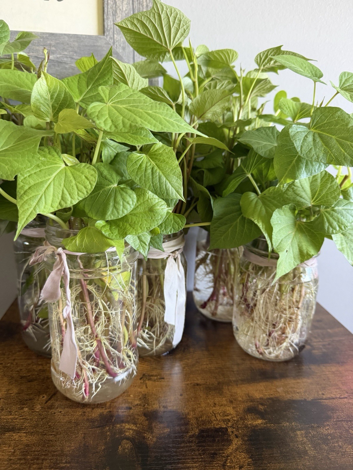 6 Sweet Potato Slips Plants - All Purple - Vining Type- Non GMO & Chemical Free gallery