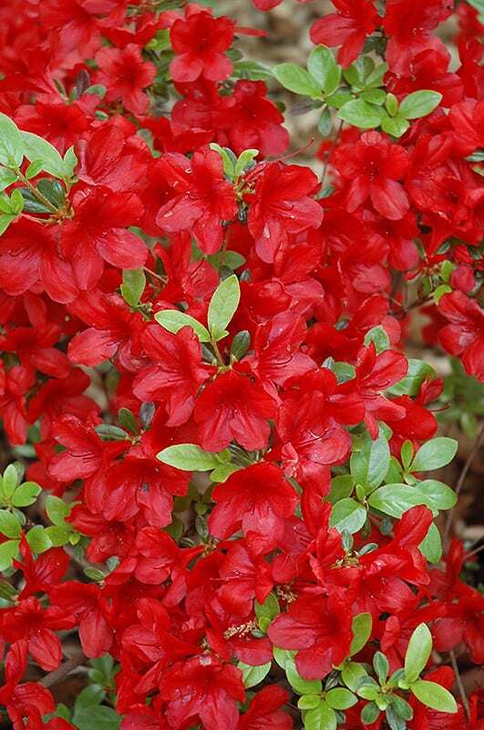 ~~MIDNIGHT FLARE~~Azalea Rhododendron Deciduous SMALL ROOTED Starter Plant~~ gallery