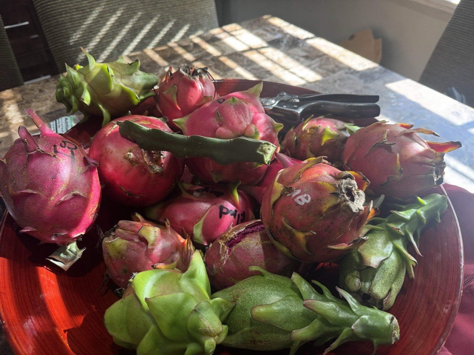 7 Small DRAGON FRUIT CUTTING 5 Inches for Grafting Check Description gallery