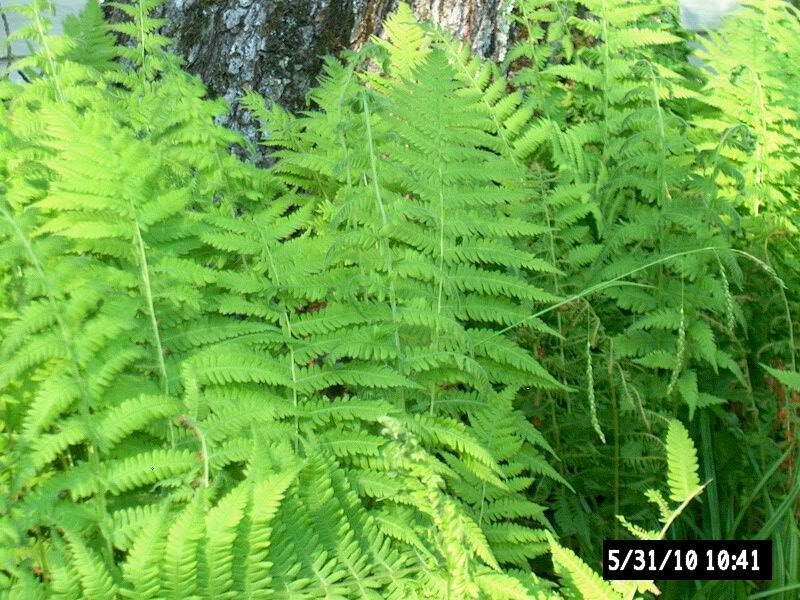 4 Woodland Fern ~Small/mini-border~ Sun or Shade~ground cover~ WOODLAND GARDEN gallery