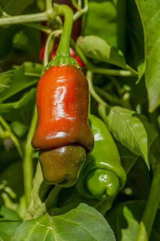 Peter Pepper Heirloom Hot pepper seeds/ non GMO, organically grown practices. gallery