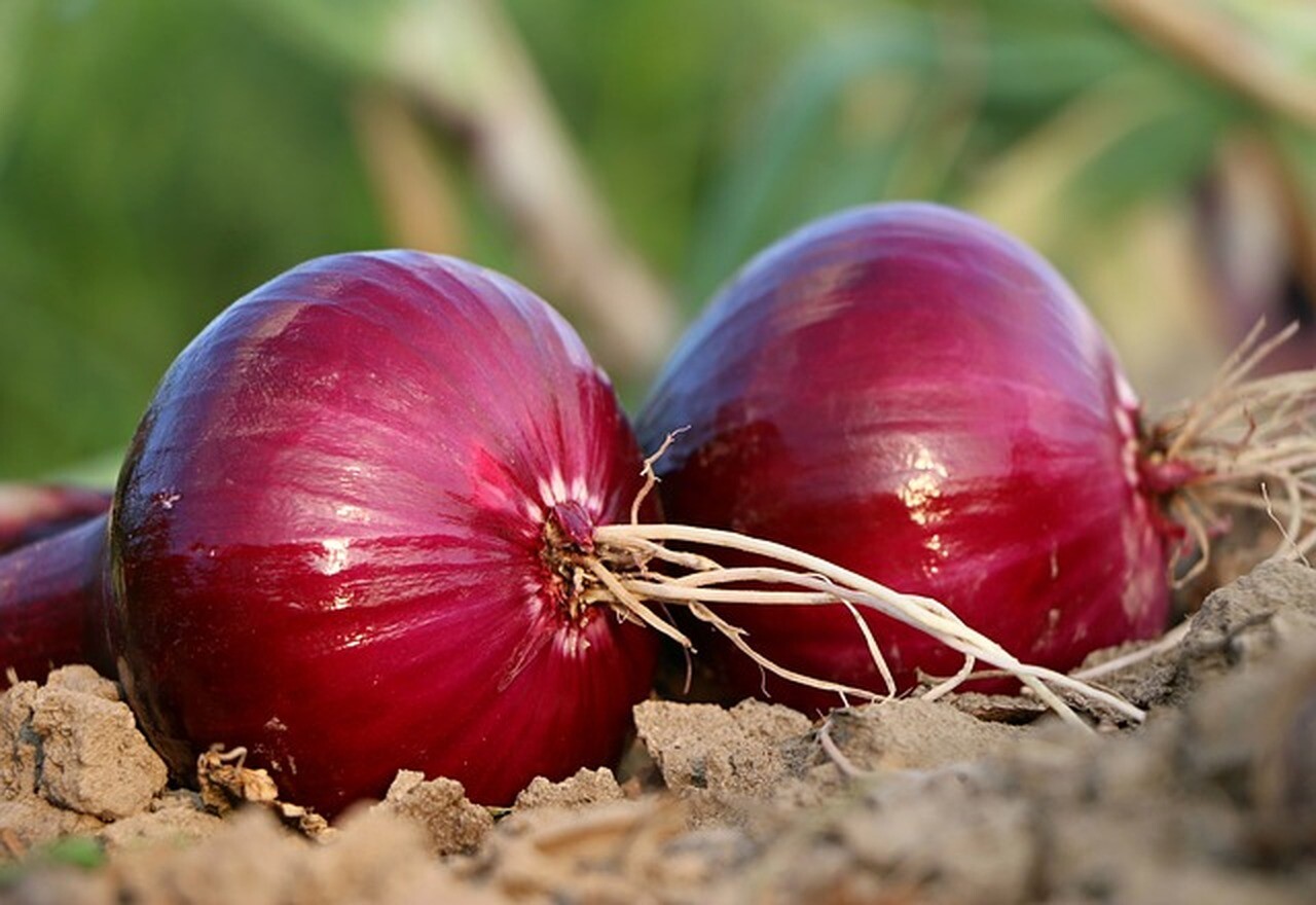Red Grano Onion Seeds, NON-GMO, Short Day, Variety Sizes, FREE SHIPPING gallery