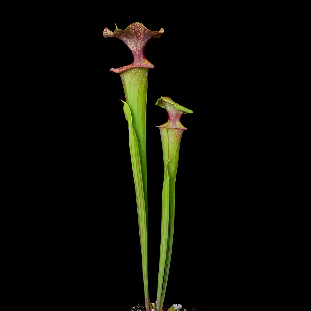 Sarracenia x 'Adrian Slack' - 3.5" tall pot - Carnivorous plant gallery