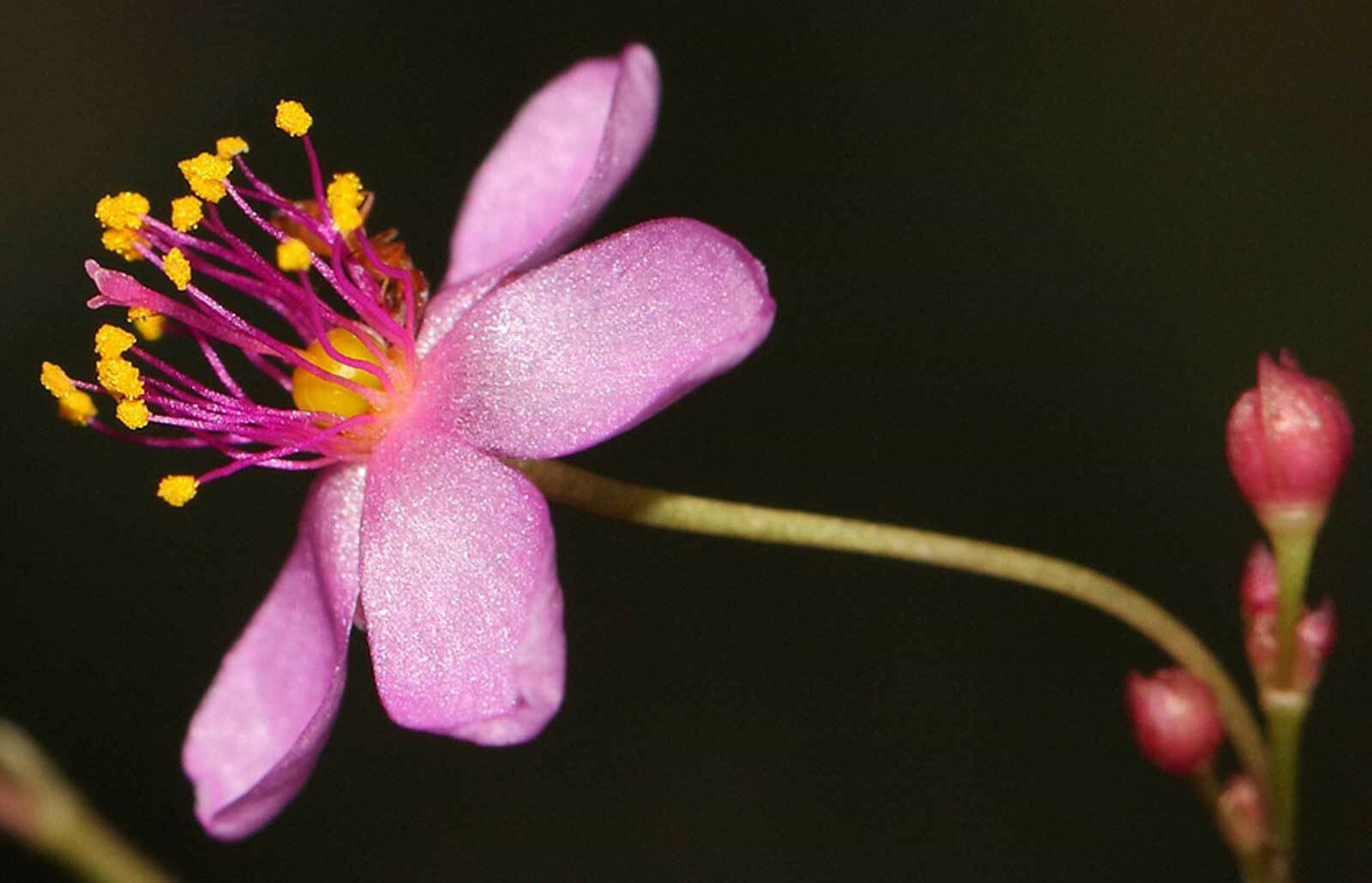 Talinum paniculatum Variegatum|Jewels Opar|Fame Flower| 20_Seeds gallery