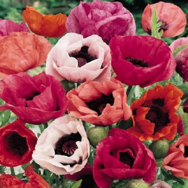 Mixed Colors Oriental Poppy Seeds For Planting Stratified Perennial Fresh Seeds gallery