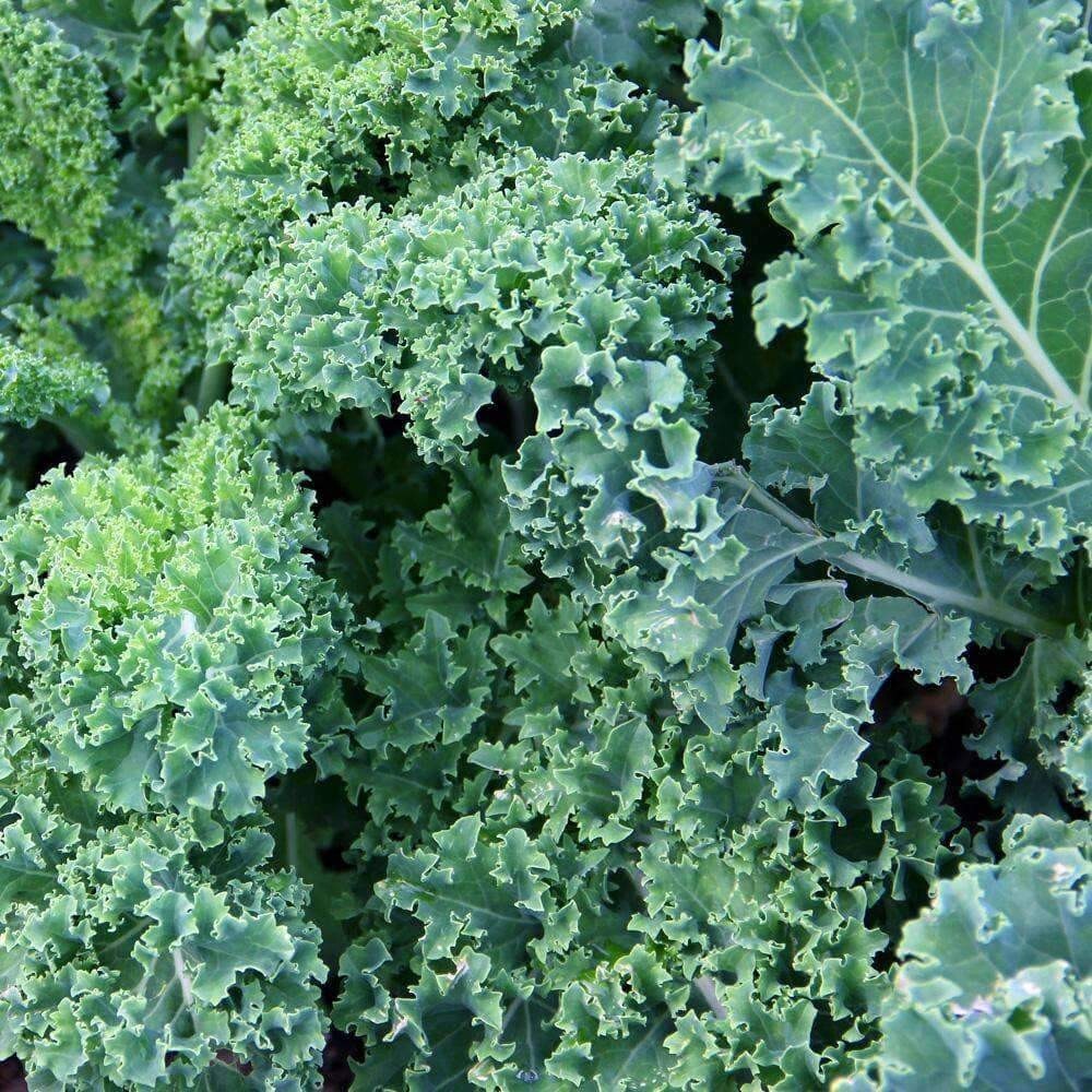 Dwarf Blue Curled Scotch Kale Seeds | Non-GMO | Heirloom | Fresh Garden Seeds gallery