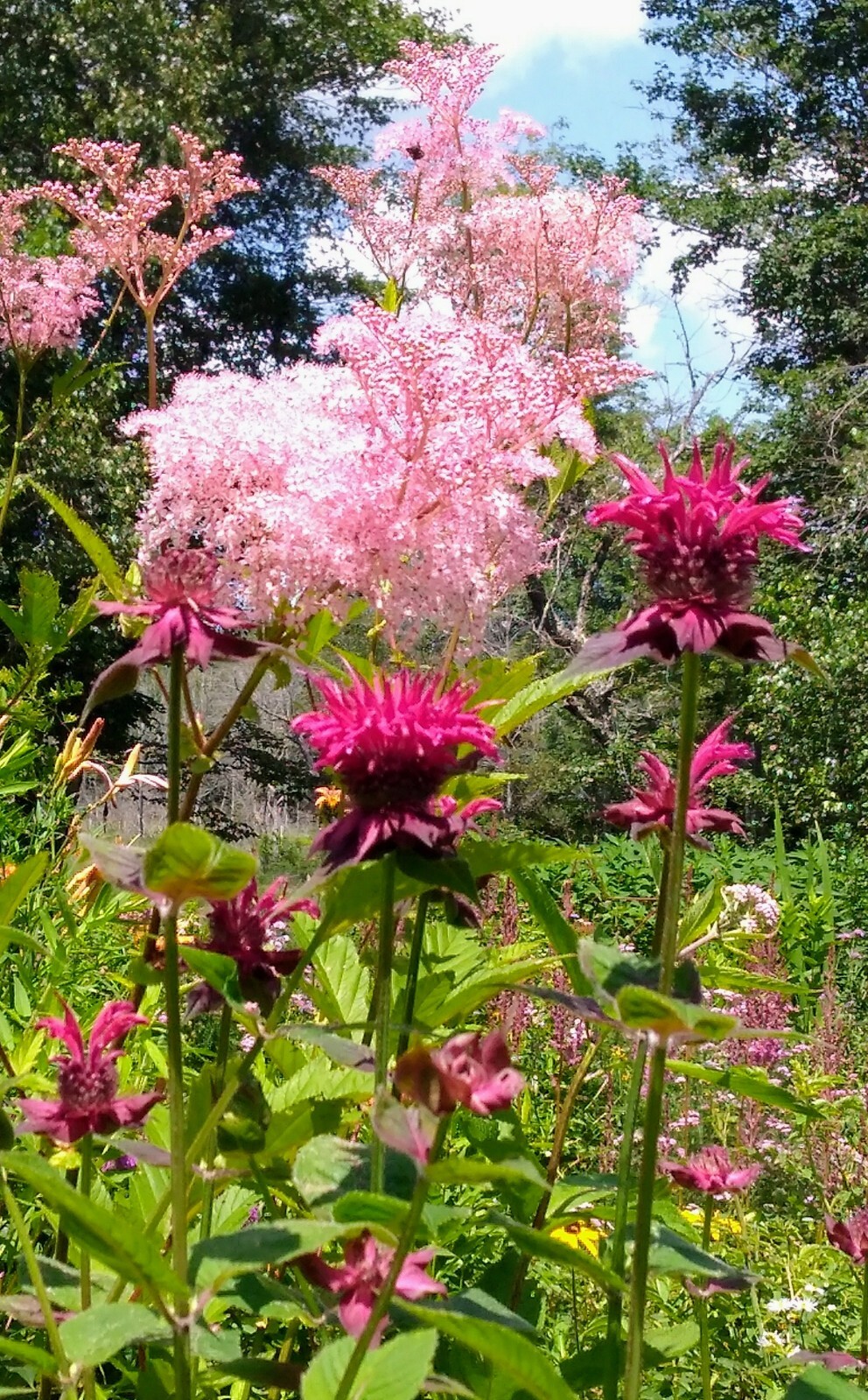 3 Monarda Raspberry Wine Bee Balm Mature Plants Hummingbird Butterfly Bee gallery