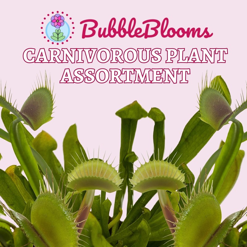 Carnivorous Plant Assortment Set, All Different Plant Species, 5 Live Potted Pla gallery