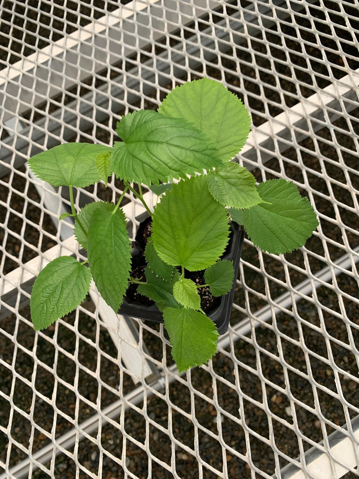 Pakistani Mulberry Starter Trees Live Long Mulberry Fruit Plants Own Root gallery