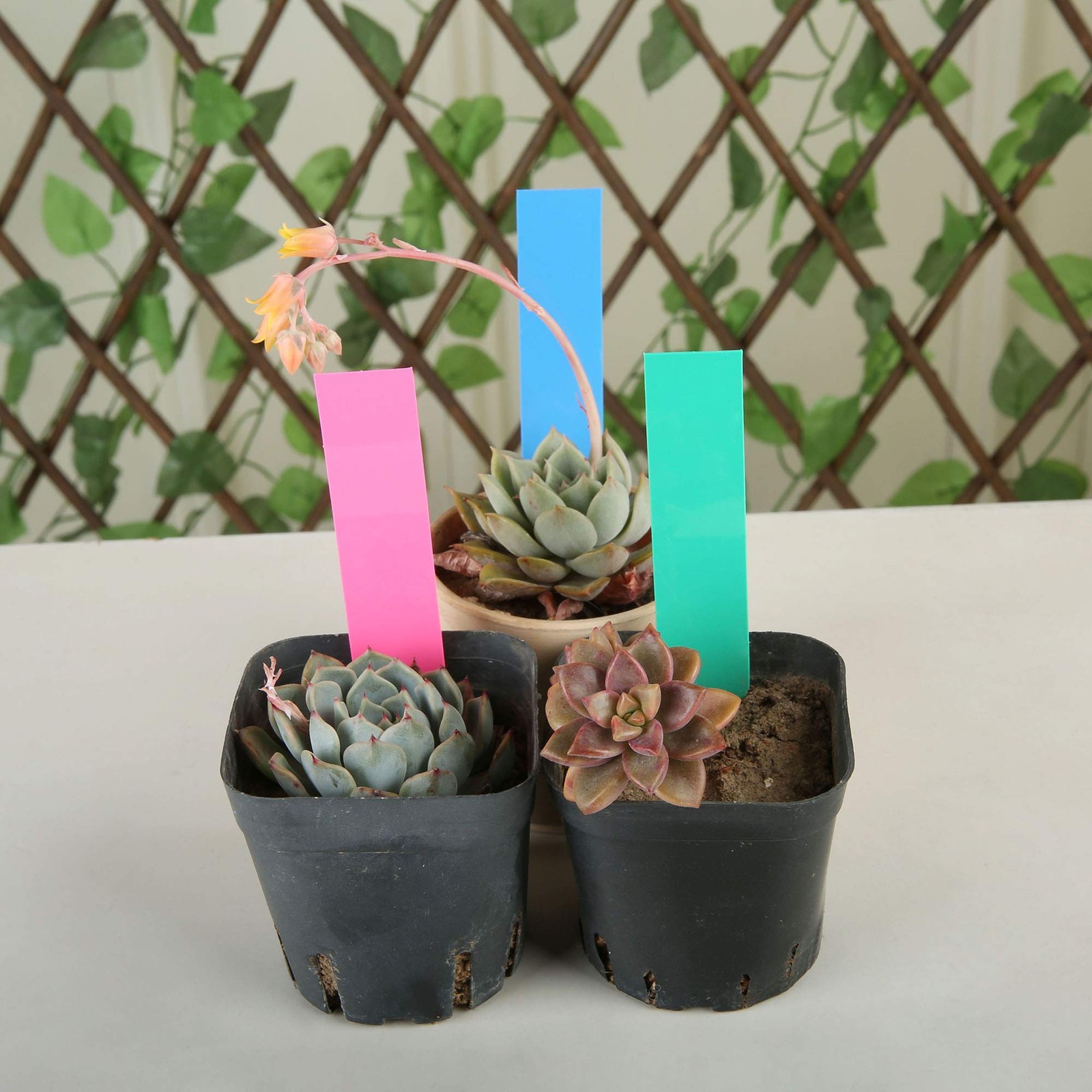 1000-Piece Multi-Color 4" Plastic Garden Plant Labels gallery