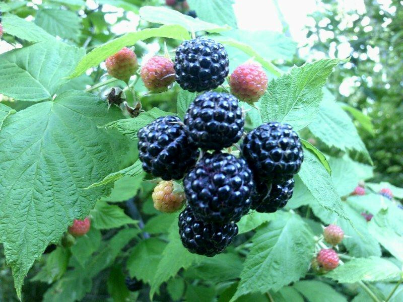 100+ WILD BLACK RASPBERRY SEEDS (Rubus occidentalis) gallery