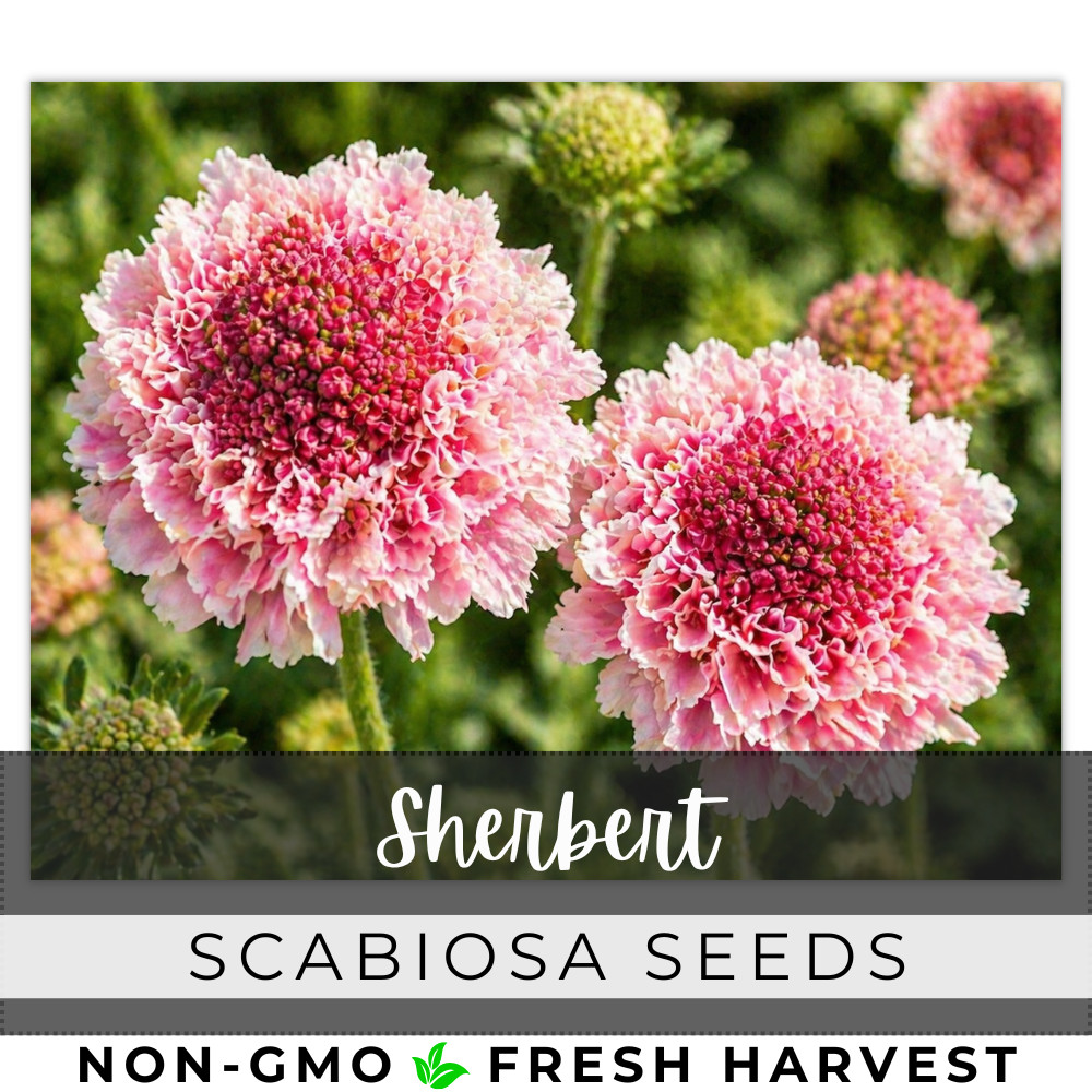 Sherbert Scabiosa Seeds 75+ Seeds Mum Flower, Flower Seeds, Annual gallery