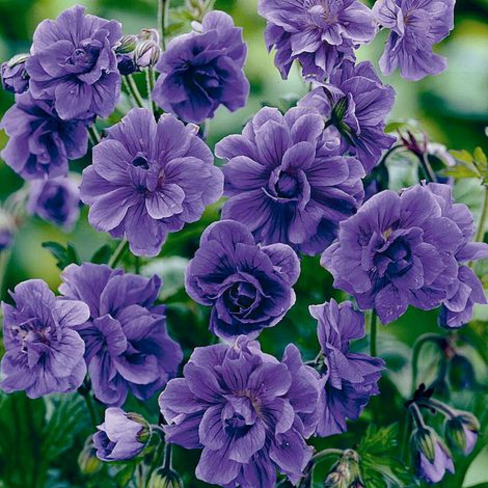10 Double Purple Geranium Seeds Flowers Perennial Flower Seed 527 US SELLER gallery