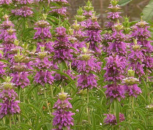 LEMON MINT BEE BALM Monarda Citriodora - 5,000 Bulk Seeds gallery