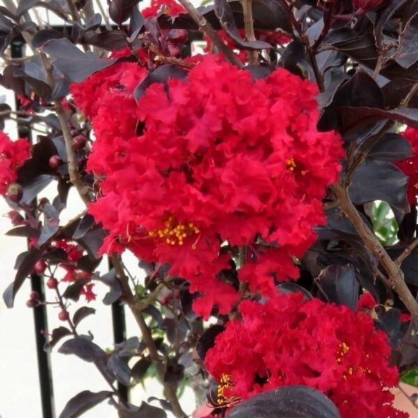 Ruby Thunderstruck Crape Myrtle Starter Lagerstroemia Rooted "STARTER" Plant gallery